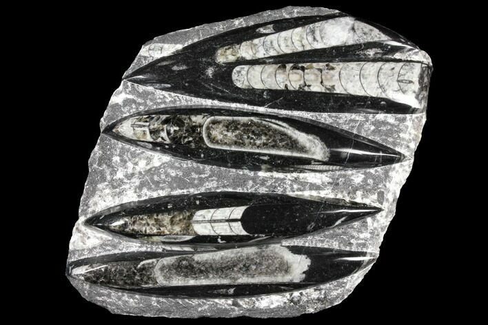 Polished Fossil Orthoceras (Cephalopod) Plate - Morocco #127728